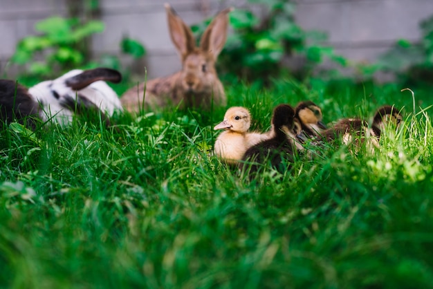 Rabbit and ducklings on green grass