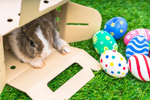 Rabbit and easter eggs in green grass