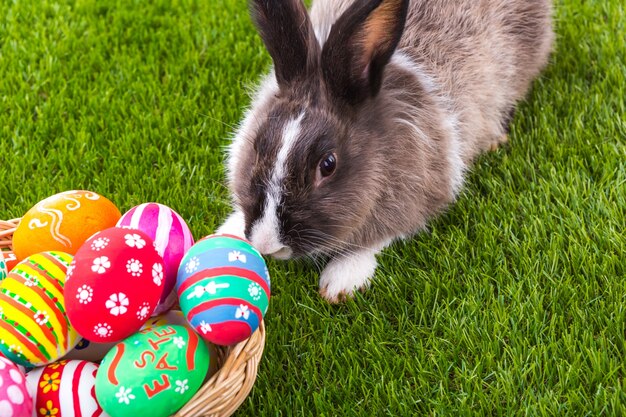 Rabbit on the grass smelling an easter egg