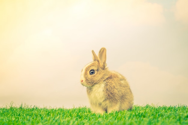 Rabbit on green grass for easter holiday ( Filtered image proces