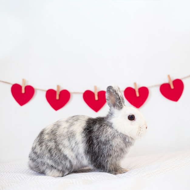 Free photo rabbit near row of ornament red hearts on twist