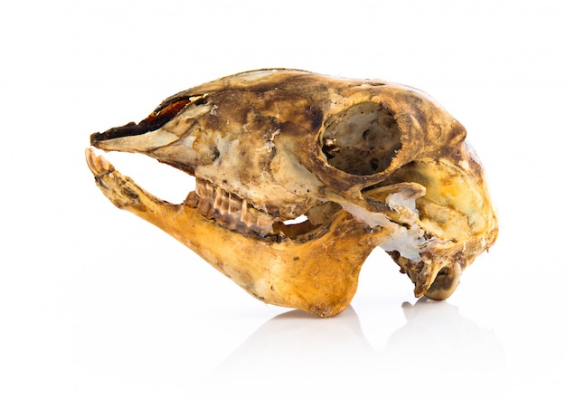 Free photo rabbit skull