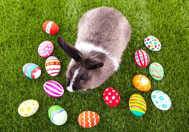 Foto gratuita coniglio con le uova di pasqua colorate
