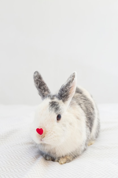 Rabbit with decorative red heart on nose