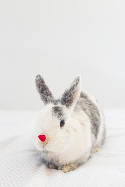 鼻に装飾的な赤い心のウサギ