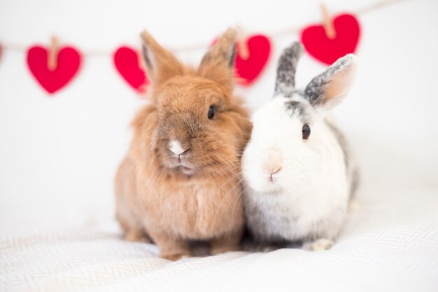 Rabbits near ornament hearts on thread