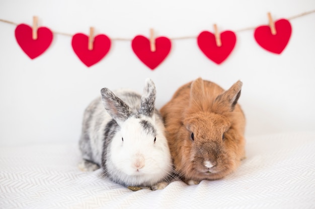 Rabbits near row of ornament vinous hearts on thread