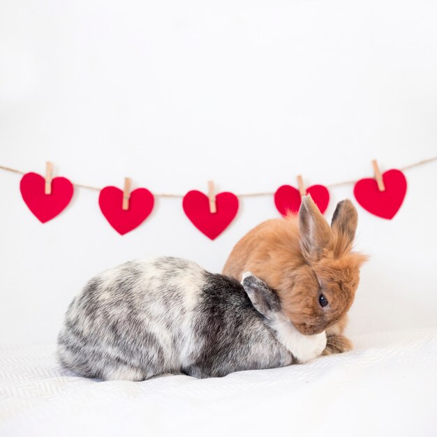 Rabbits playing near set of ornament hearts on twist