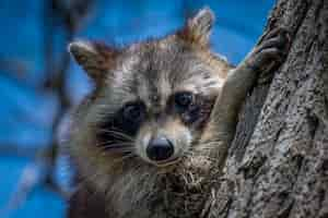 Free photo raccoon by a trunk