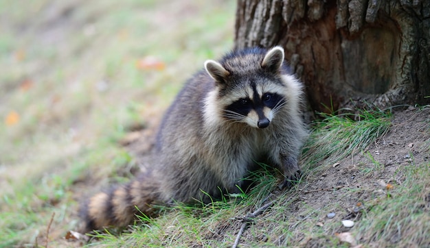 Raccoon in park in Montreal Canada