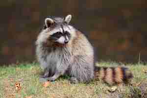 Free photo raccoon in park in montreal canada