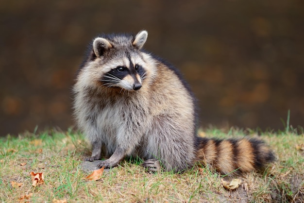 カナダのモントリオールの公園でアライグマ