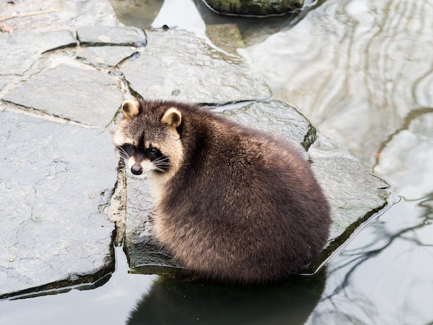 Free photo a raccoon sitting on a stone near the water at zoom erlebniswelt