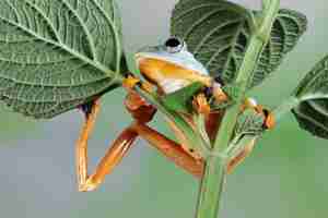 Foto gratuita rachophorus reinwardtii raganella di giava sul ramo