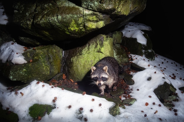 Foto gratuita procione in un bellissimo habitat naturale