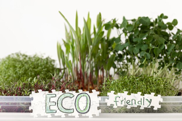 radish microgreens with seeds and roots germination of seeds at home