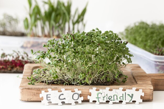 radish microgreens with seeds and roots germination of seeds at home