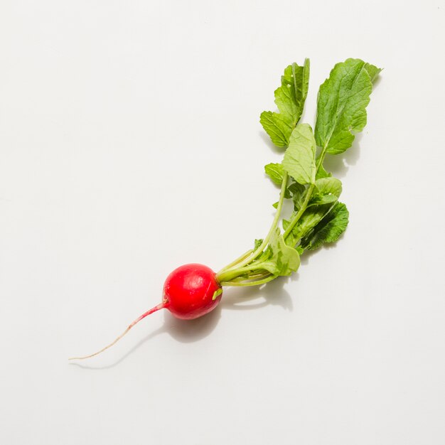 Radish