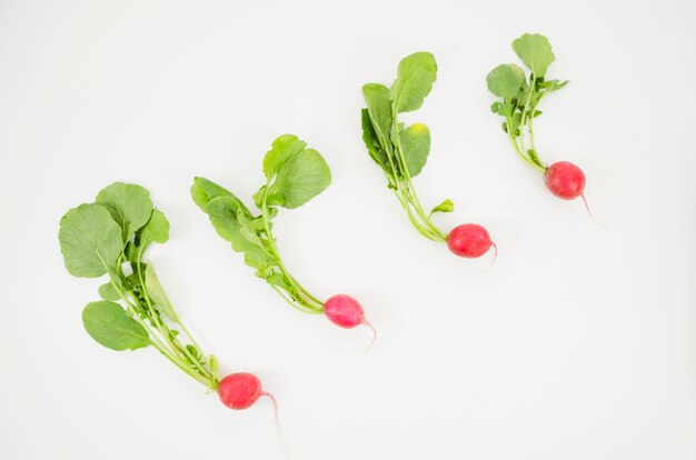 Radishes