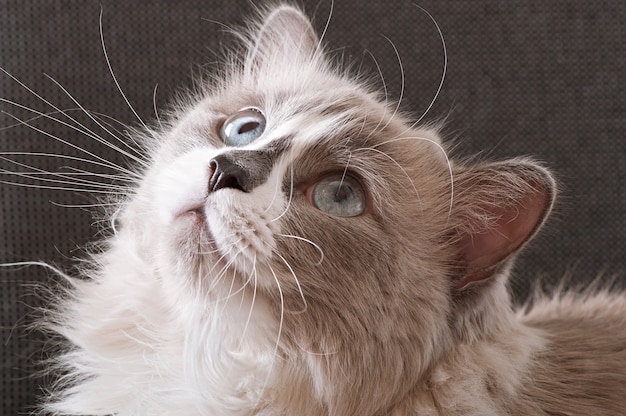 猫の顔のクローズアップのラグドール品種