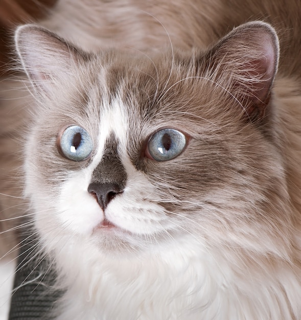 Ragdoll breed of cat face close-up