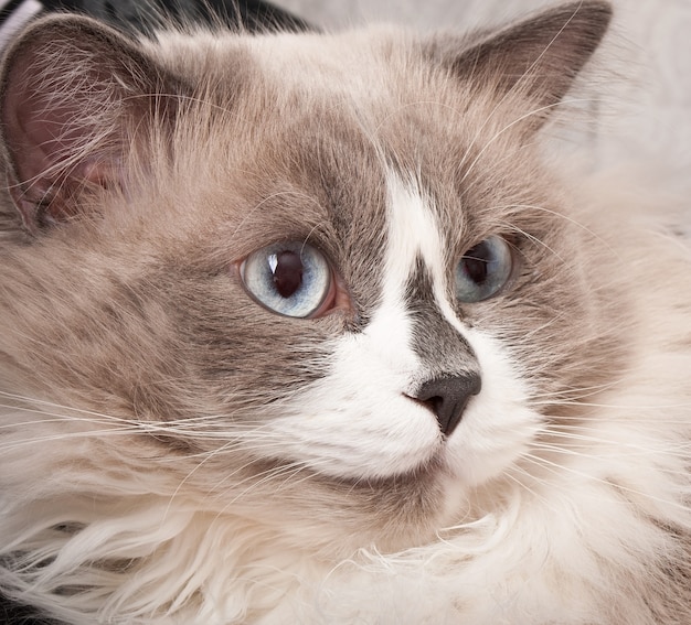Ragdoll breed of cat face close-up
