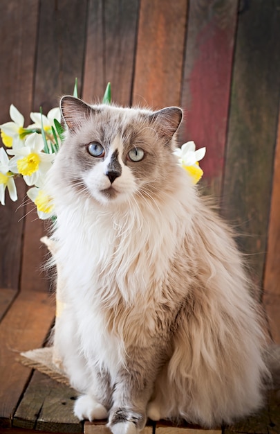 무료 사진 ragdoll 고양이 품종과 수선화 꽃병