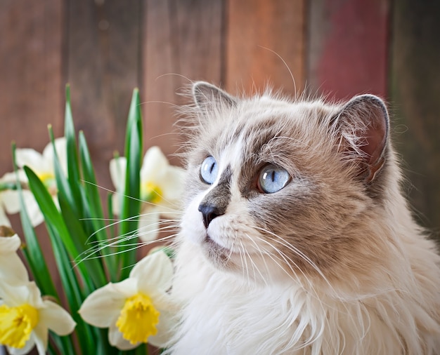 Ragdoll 고양이 품종과 수선화 꽃병