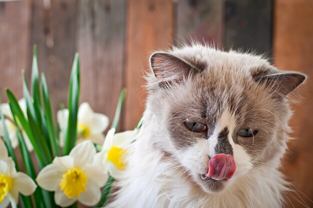 Ragdoll 고양이 품종과 수선화 꽃병