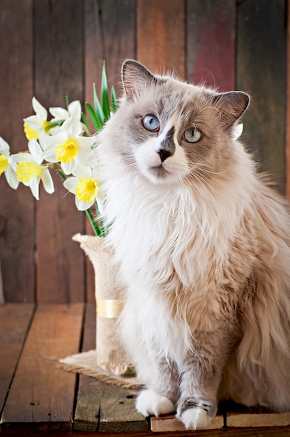 Ragdoll 고양이 품종과 수선화 꽃병