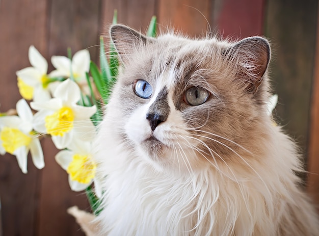 Ragdoll 고양이 품종과 수선화 꽃병