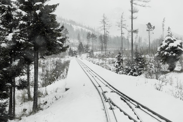 Foto gratuita ferrovia nella foresta invernale sempreverde