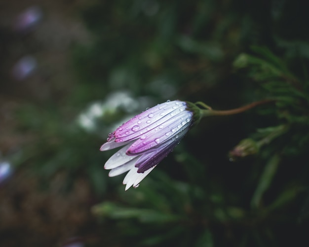 Gocce di pioggia sui petali di fiori