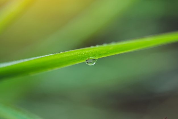 дождевая вода на макросе зеленого листа.