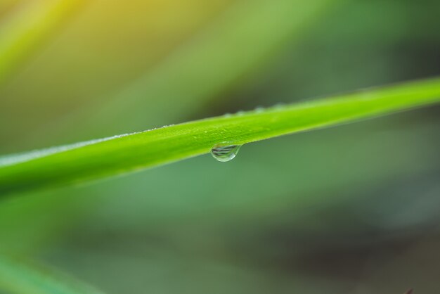 rain water on a green leaf macro. 