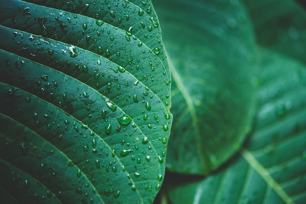 緑の葉のマクロに雨水。