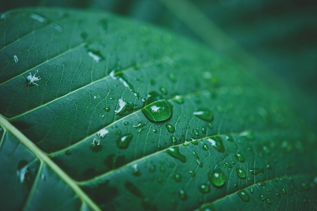 дождевая вода на макросе зеленого листа.