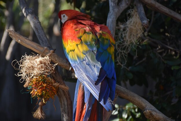 Радуга из разноцветных перьев на спине ара