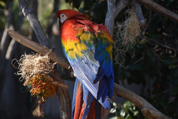 コンゴウインコの後ろにあるカラフルな羽の虹