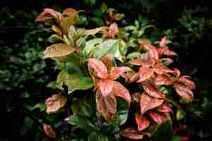 Free photo raindrops on beautiful tropical leaves