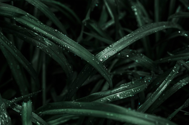 Free photo raindrops on dark grass