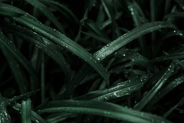 Raindrops on dark grass