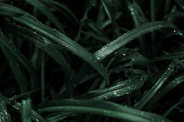 어두운 잔디에 빗방울