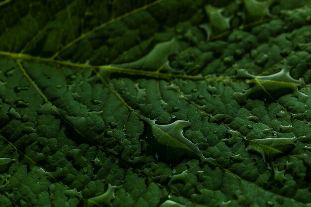 Raindrops on green leaf