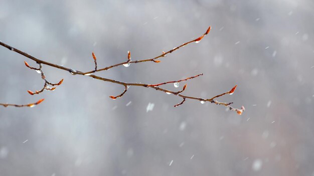 Капли дождя на голой ветке весной во время тающего снега