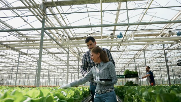 목장주 농업 경제학자 남자는 농업 시즌 동안 유기농 샐러드를 분석하는 여성 사업가에게 야채 생산을 설명합니다. 수경법 온실 농장에서 일하는 기업인