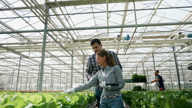 Rancher agronomist man explaining vegetable production to businesswoman analyzing organic salad during agricultural season. Businesspeople working in hydroponics greenhouse plantation