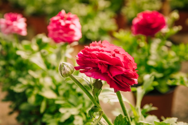 Ranunculus asiaticus or persian buttercup pink flower with bud