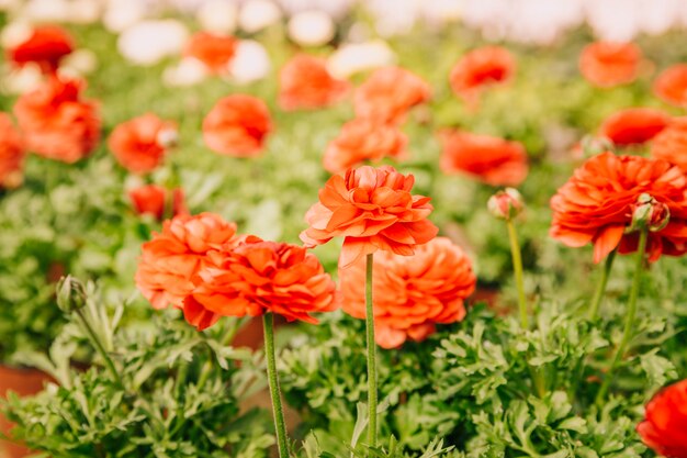 Ranunculus flower blooming in the summer or spring day