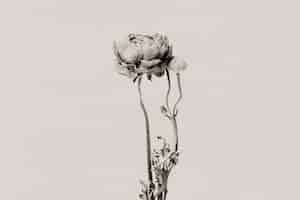 Free photo ranunculus in grayscale with risograph effect remixed media